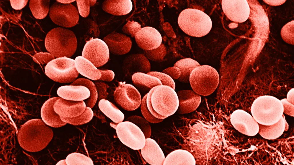 How to Calculate Your RBC lifespan?